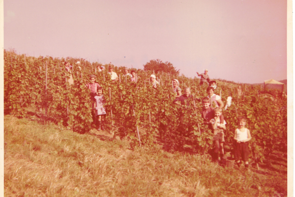 Weinlese 1967